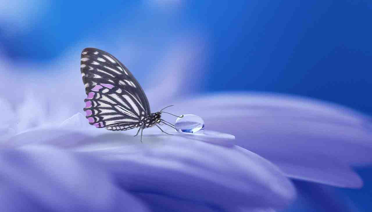 papillon, nature, insectes