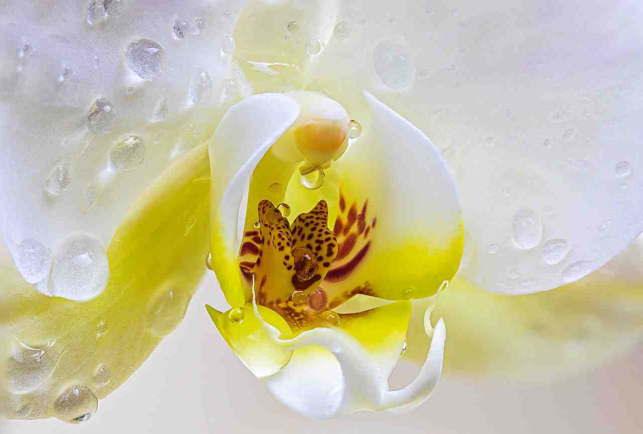 orchidée, blanc, fleur